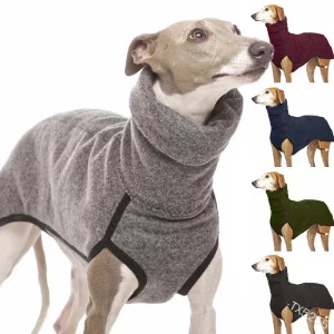 Large dog wearing a black high-collar winter coat, front view