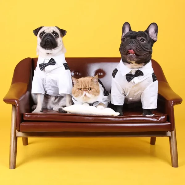 Group of small dogs dressed in various formal outfits for an event