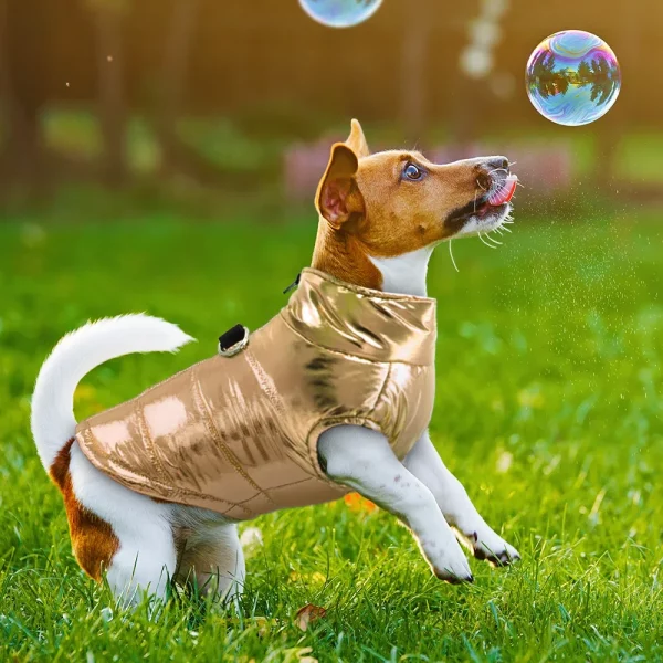 Dog wearing a gold waterproof dog coat, walking outdoors