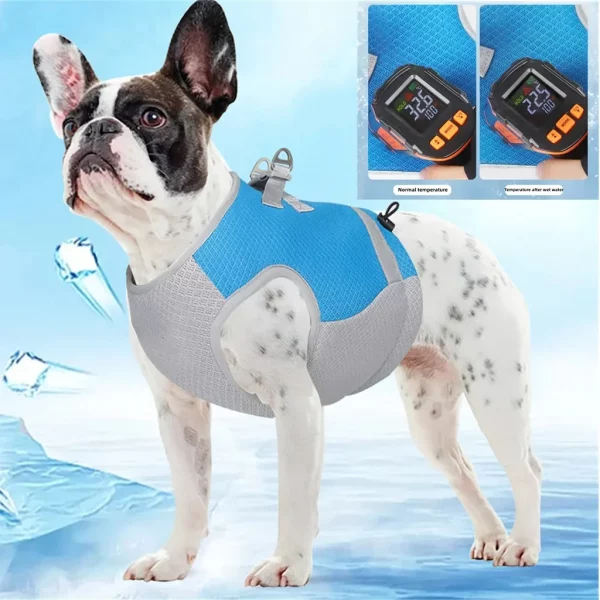 Dog wearing a blue cooling vest, side view showing harness attachment