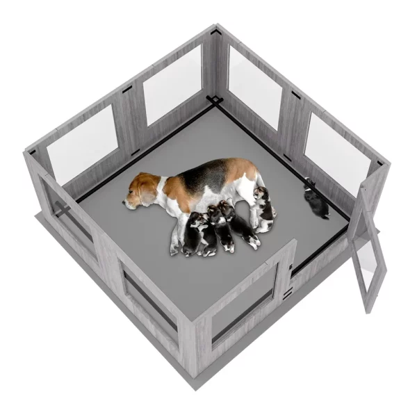 Puppies interacting within the indoor dog kennel enclosure
