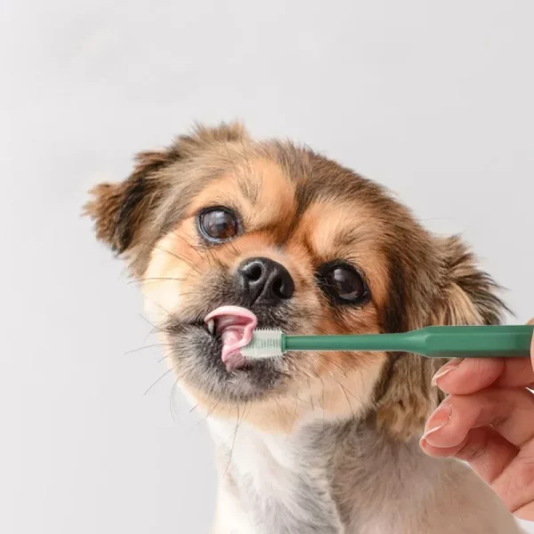Close-up of cat toothpaste texture on a brush