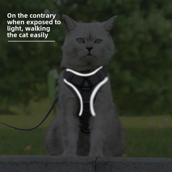 Cat exploring outdoors on a leash with the reflective harness