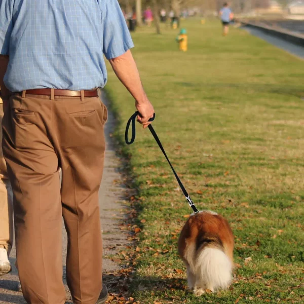 The double-ended dog leash attached to two dog harnesses simultaneously.