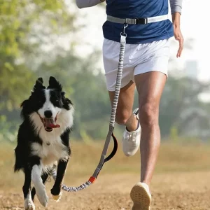 Hands free dog leash for running, close-up of waistband attachment, dog owner using leash