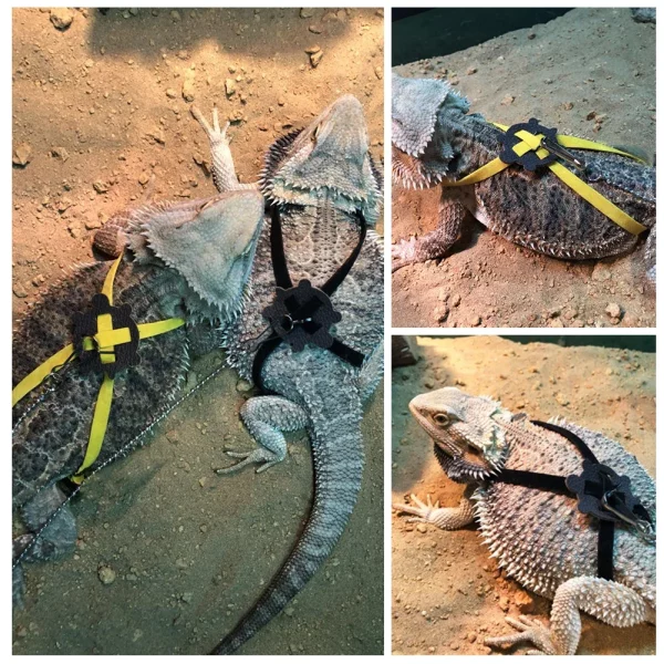 Side view of the adjustable reptile harness on a small pet