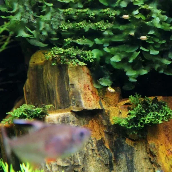 A 1000g pack of natural aquarium stones arranged for display