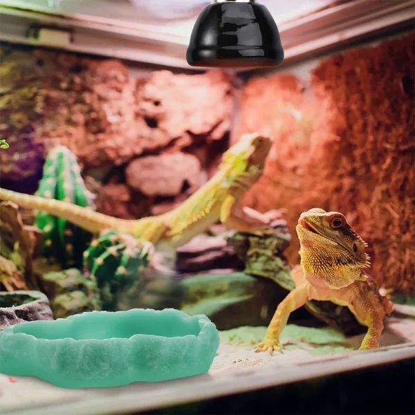 Reptile feeding bowl placed within a terrarium setting