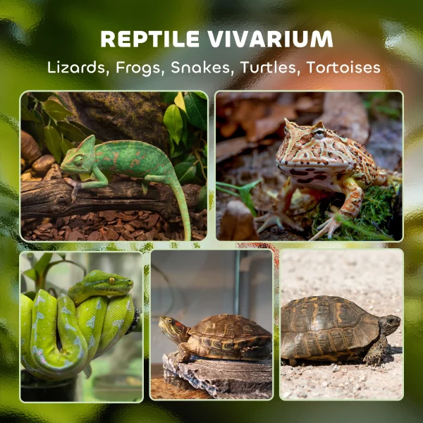Reptile habitat setup inside a glass terrarium with substrate and decor