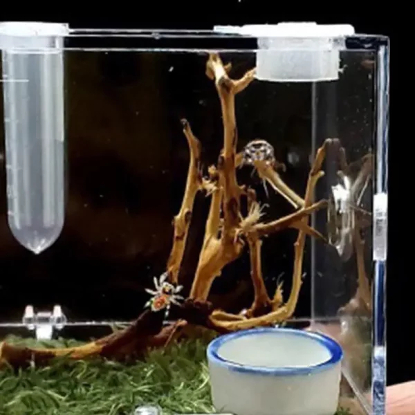 Small clear acrylic reptile enclosure, highlighting its compact size