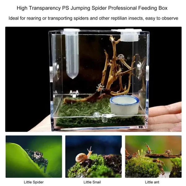 Medium-sized clear acrylic insect terrarium showing internal space