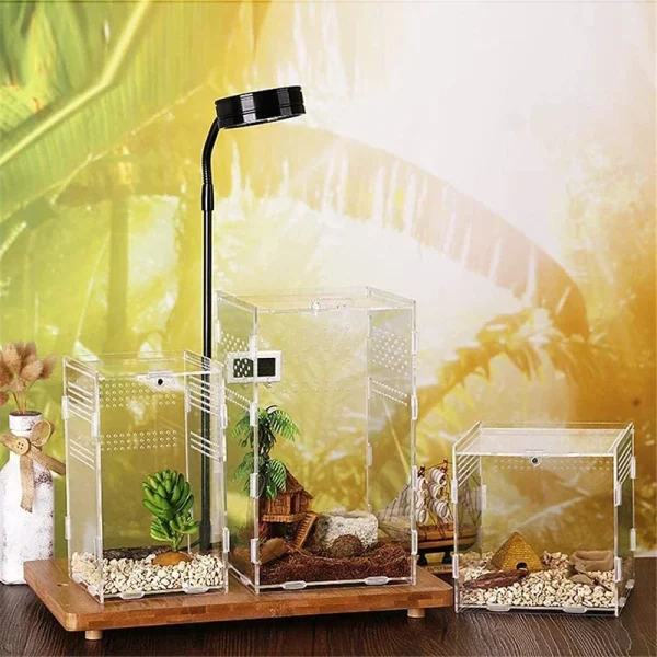 Reptile breeding box with a small lizard inside
