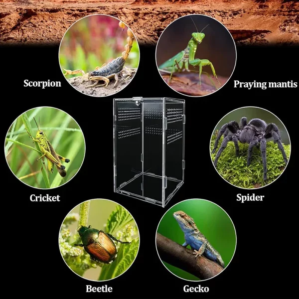 Multiple transparent acrylic reptile breeding boxes arranged together