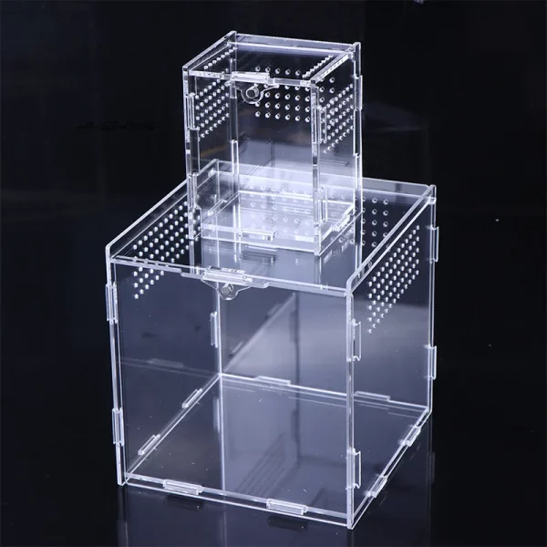 Reptile terrarium box displayed with a small spider inside