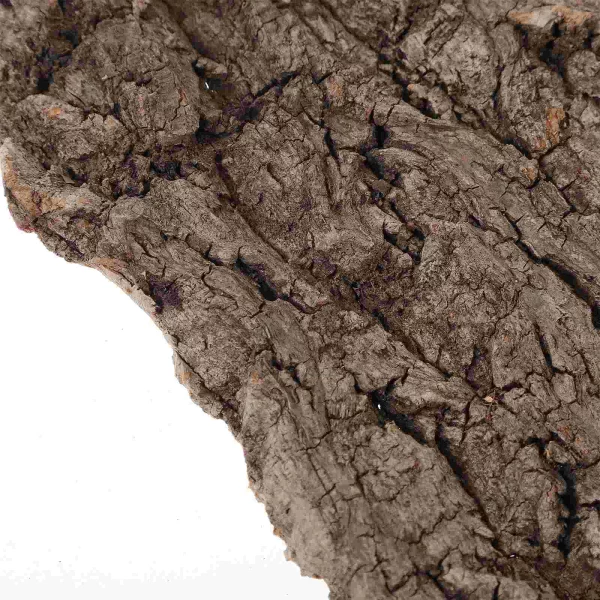 Reptile terrarium landscape with bark hut, creating a natural habitat