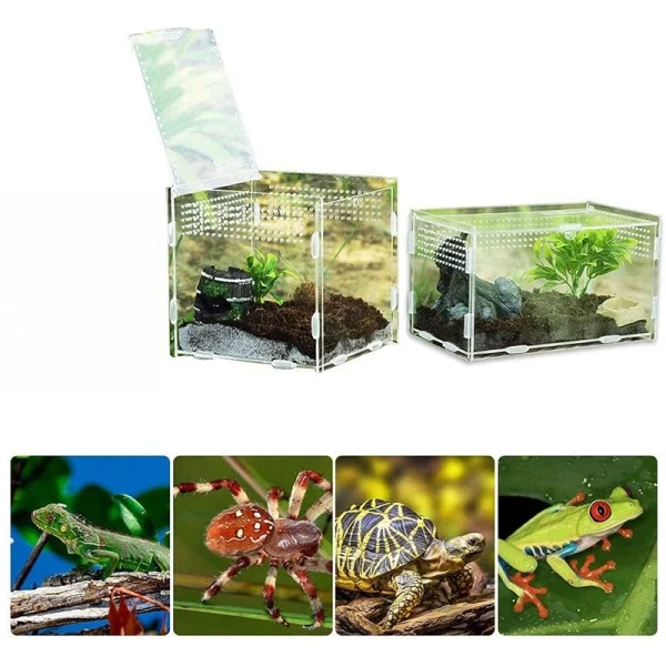 Reptile terrarium with a spider inside, demonstrating its use as an insect enclosure.