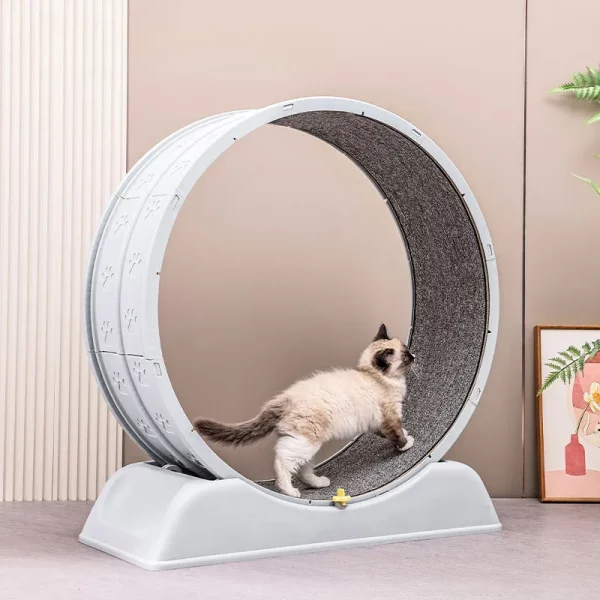 Blue and grey cat wheel exerciser, front view
