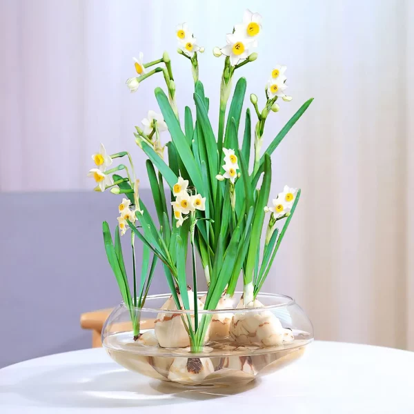 Close-up of the durable plastic material of the desktop aquarium