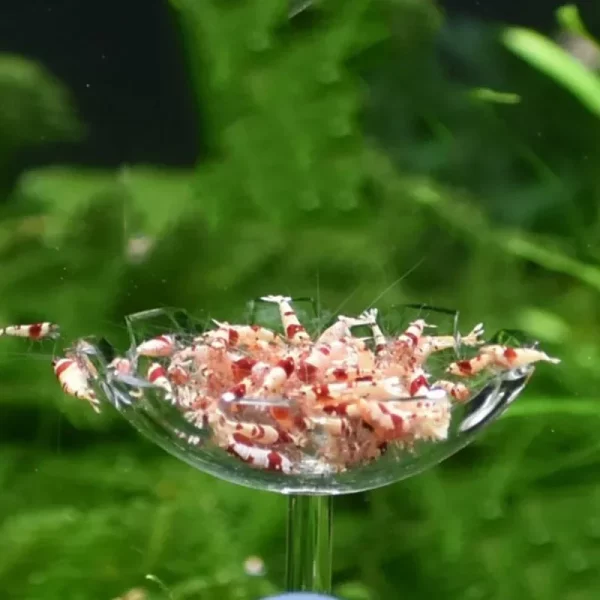 Detail of the suction cup on the aquarium feeder