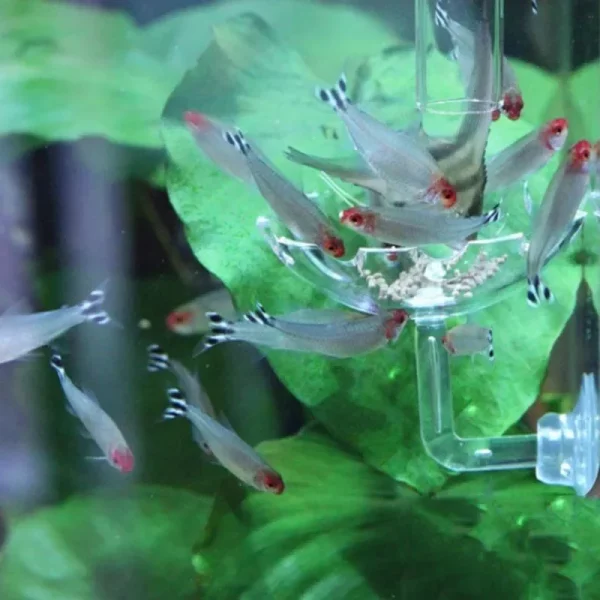 Aquarium feeding bowl attached to glass tank wall
